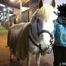 Anden særlig race / Blanding -  Apollon