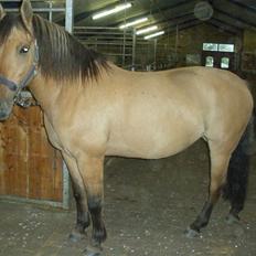 Anden særlig race Silke