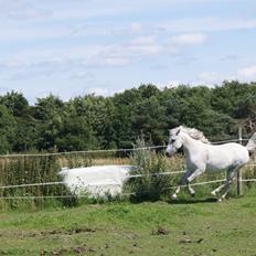 Anden særlig race Sunshine 