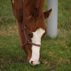Dansk Varmblod Zodiaque H