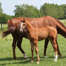 Dansk Varmblod Zodiaque H