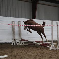 Dansk Varmblod Zodiaque H