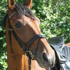 Anden særlig race Just A Boy (Justin) SOLGT