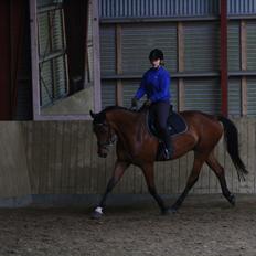 Anden særlig race Just A Boy (Justin) SOLGT