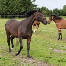 Dansk Varmblod Atterupgaards Lathyrus <3 (solgt)