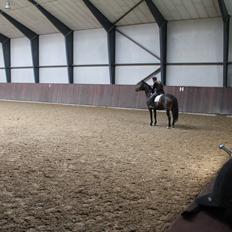 Dansk Varmblod Atterupgaards Lathyrus <3 (solgt)