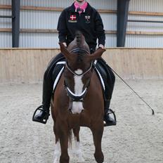 Hollandsk Sportspony Orchid's Marinja B-pony