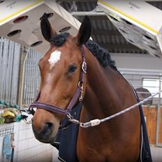 Dansk Varmblod Scarlett