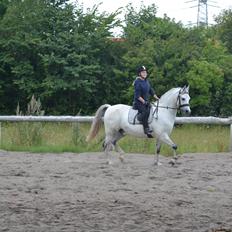 Anden særlig race Bill