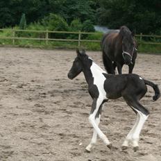 Barockpinto Stormarksgaards Daquiri