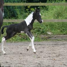 Barockpinto Stormarksgaards Daquiri