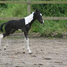 Barockpinto Stormarksgaards Daquiri