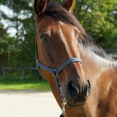 Dansk Varmblod Kandios