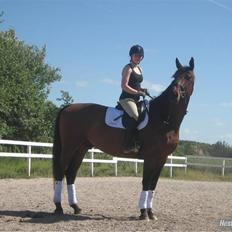 Dansk Varmblod Kandios