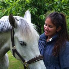 Welsh Pony (sec B) Fjordvangens Evian