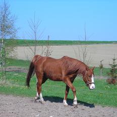 Arabisk fuldblod (OX) Fighter Al-Farabi