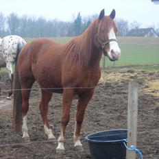 Arabisk fuldblod (OX) Fighter Al-Farabi