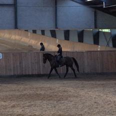 Fuldblod (XX) Sylvester star (Tidliger hest)