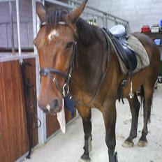 Fuldblod (XX) Sylvester star (Tidliger hest)