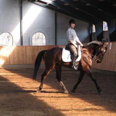 Fuldblod (XX) Sylvester star (Tidliger hest)