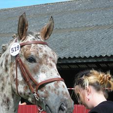 Knabstrupper Alfred af Nyskoven