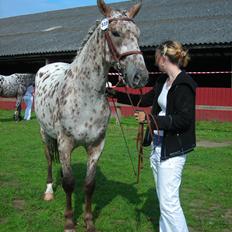 Knabstrupper Alfred af Nyskoven