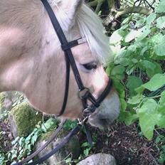 Fjordhest Romeo's Fakir  R.I.P :'(