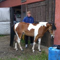 Anden særlig race Pegasus