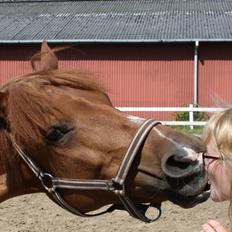 Anden særlig race Lise (DK) | Tidl. lånehest | R.I.P.