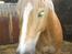 Tyroler Haflinger Omara