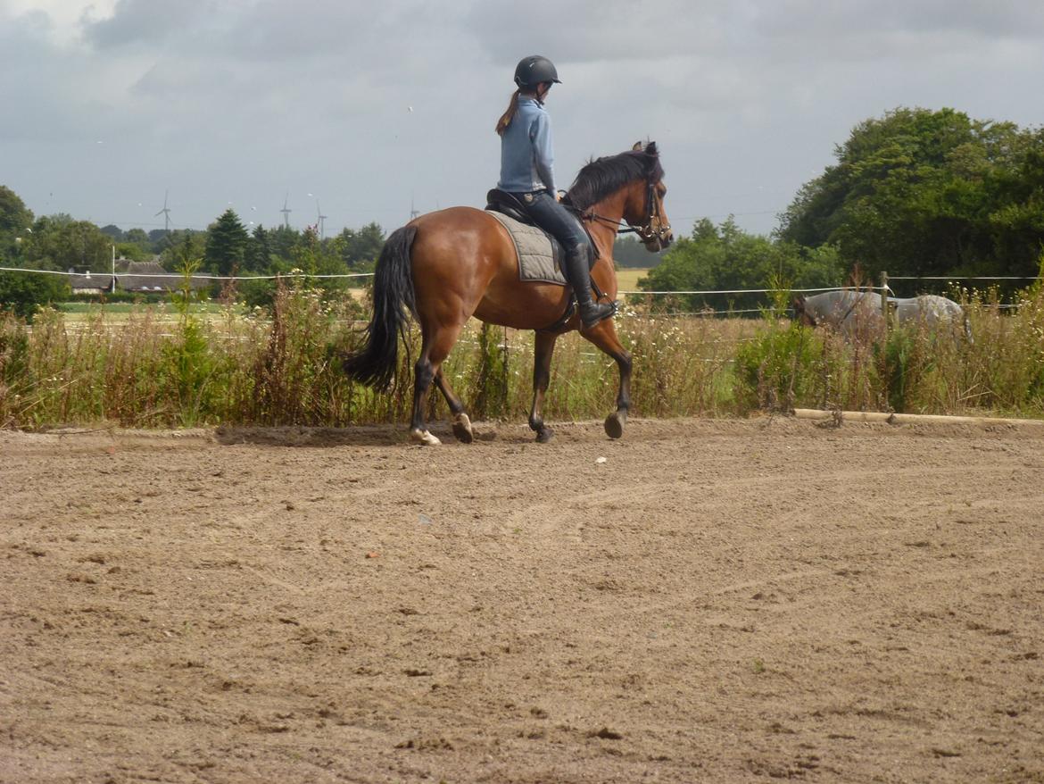 New Forest Flintegårdens Modesty<3 *soglt* billede 14