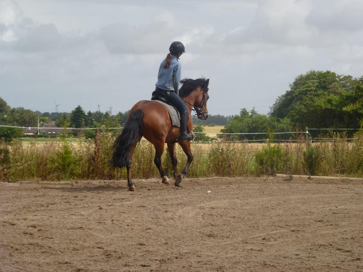 New Forest Flintegårdens Modesty<3 *soglt* billede 15