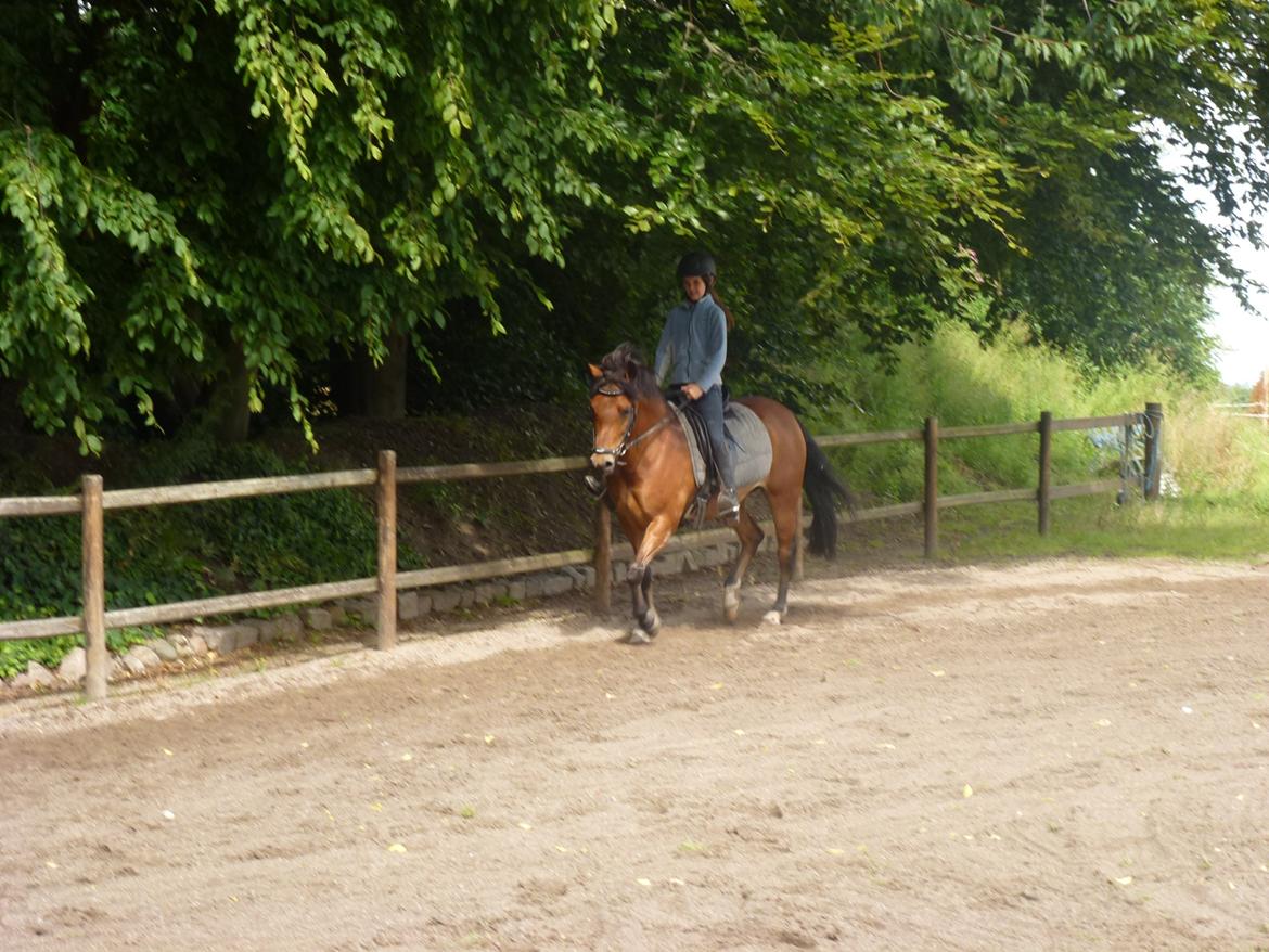 New Forest Flintegårdens Modesty<3 *soglt* billede 16