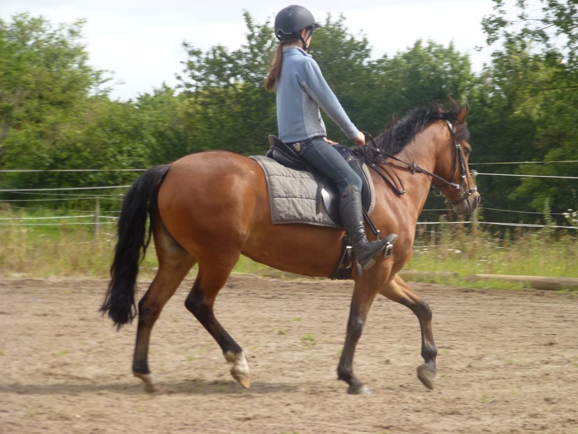 New Forest Flintegårdens Modesty<3 *soglt* billede 18