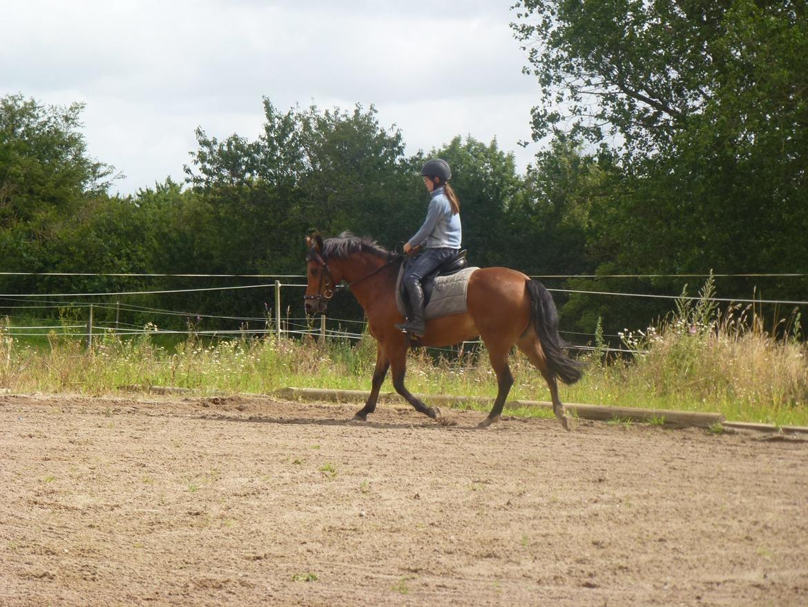 New Forest Flintegårdens Modesty<3 *soglt* billede 19