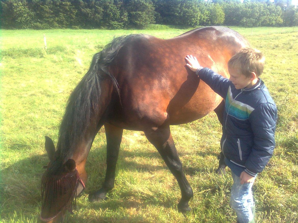 Dansk Varmblod Aqua billede 3