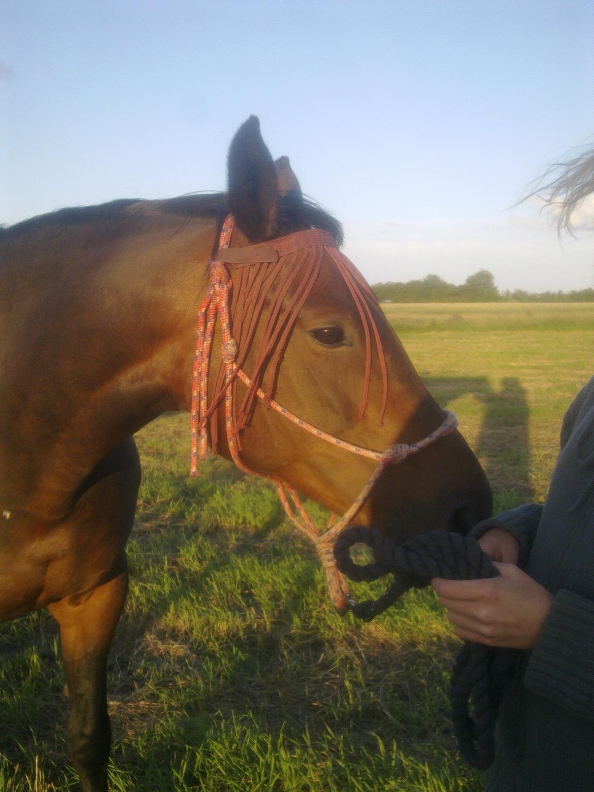 Dansk Varmblod Aqua billede 17