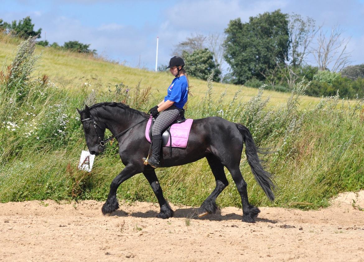 Frieser Geartsje Tjimske K. [Solgt] billede 12