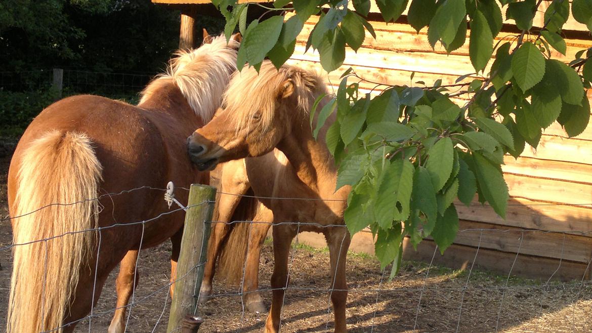 Islænder Röskva fra Skanderup (1992 - 2014) billede 12