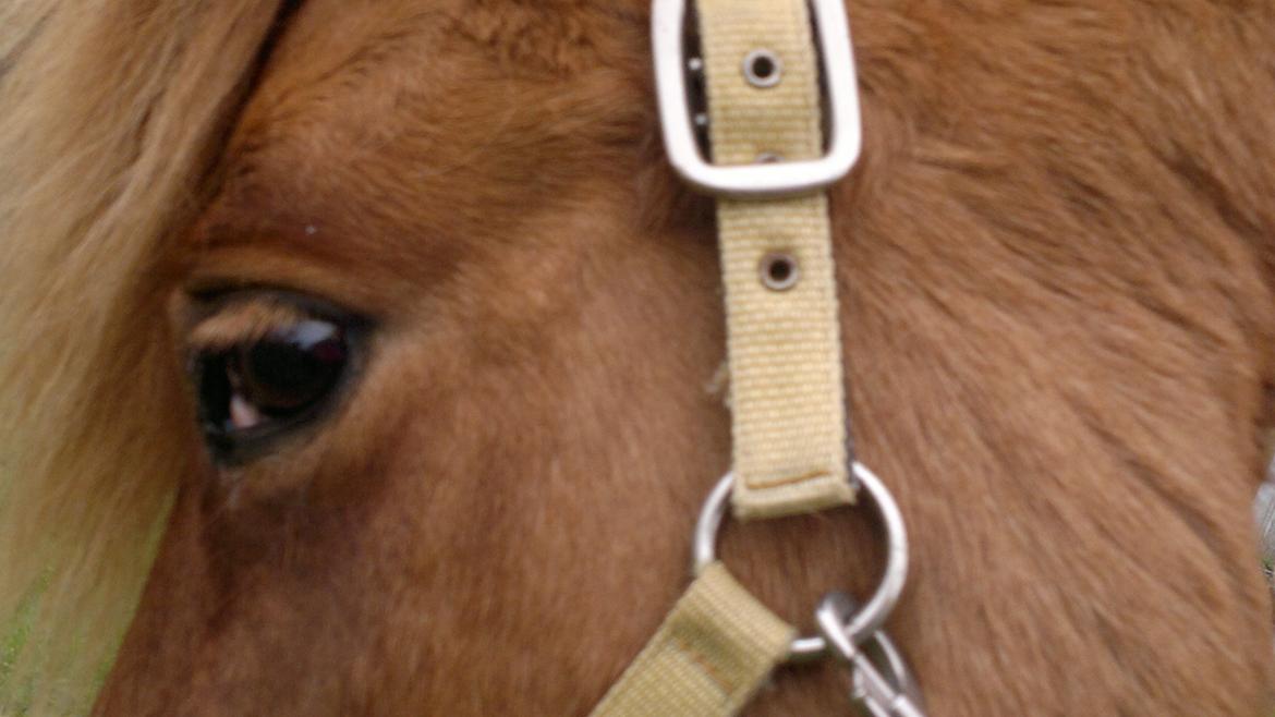 Islænder Röskva fra Skanderup (1992 - 2014) billede 13