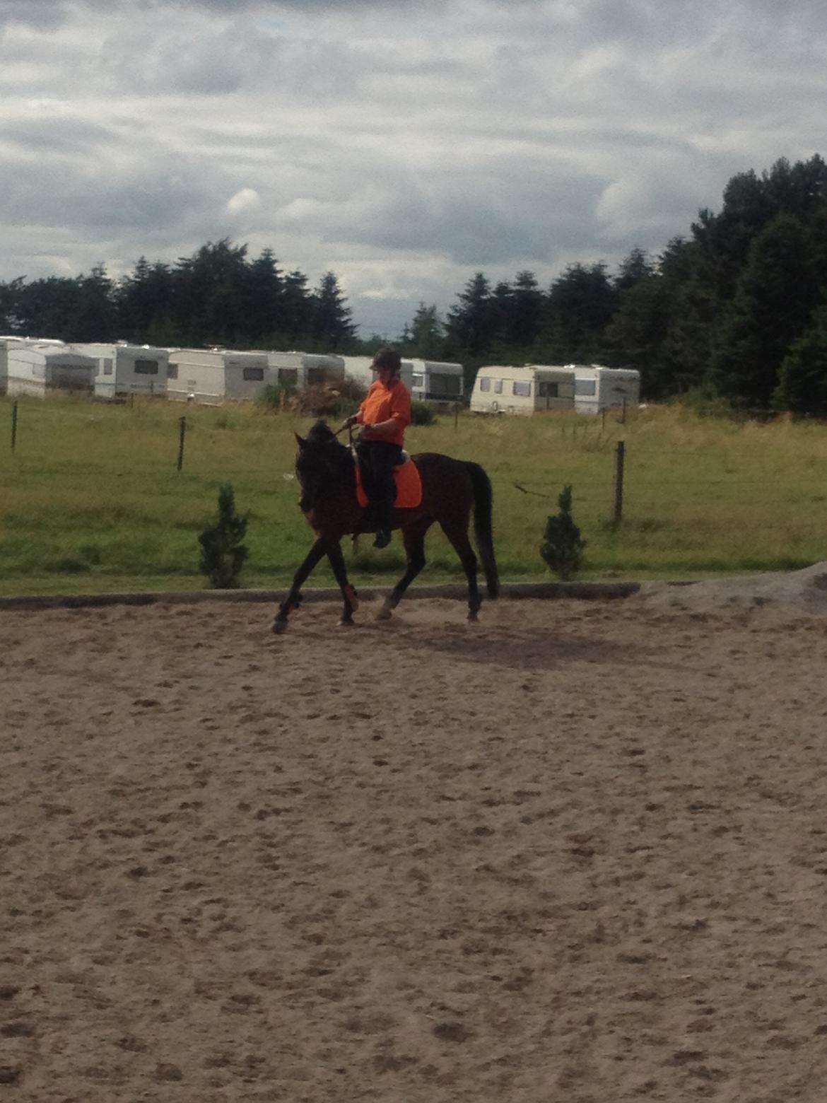 Welsh Partbred (Sec F) Kublai Klan billede 14