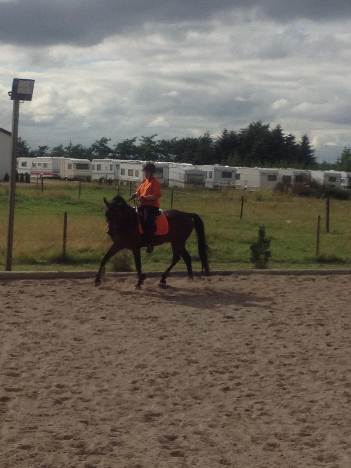 Welsh Partbred (Sec F) Kublai Klan billede 15