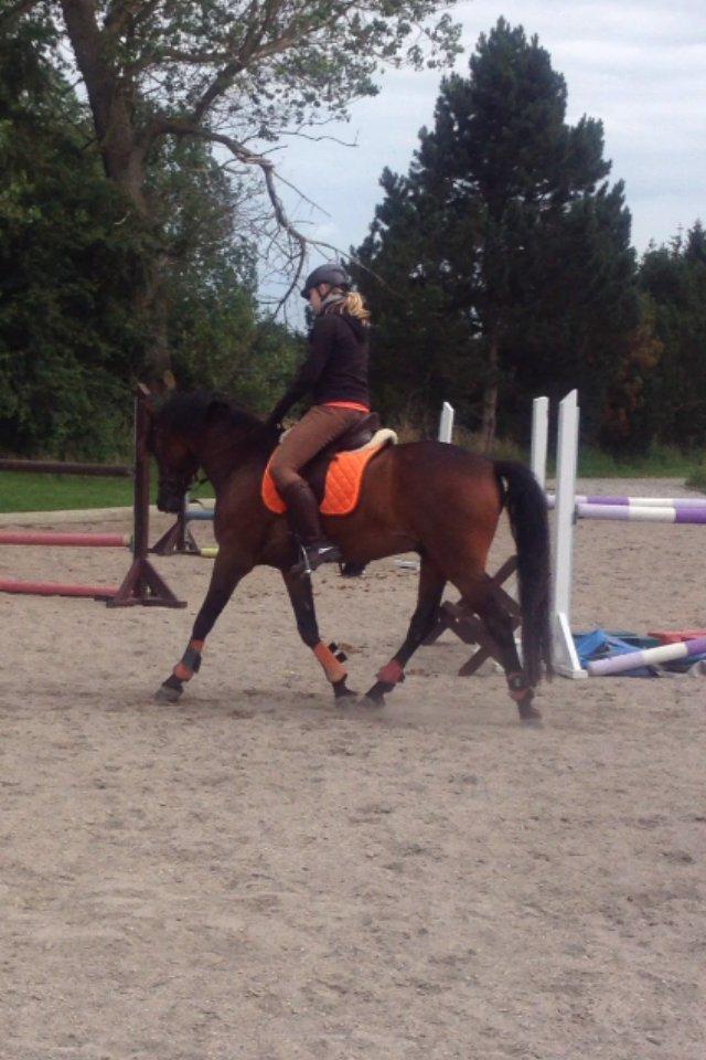 Welsh Partbred (Sec F) Kublai Klan billede 18