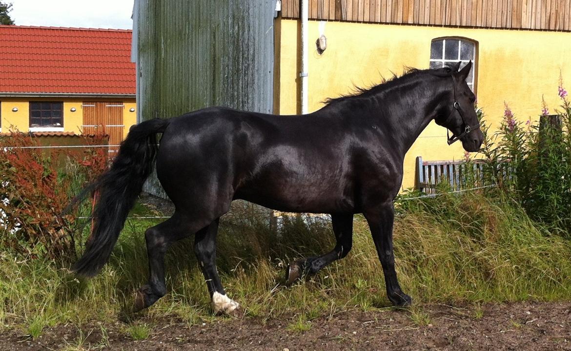 Anden særlig race Sampaio (aflivet) billede 9