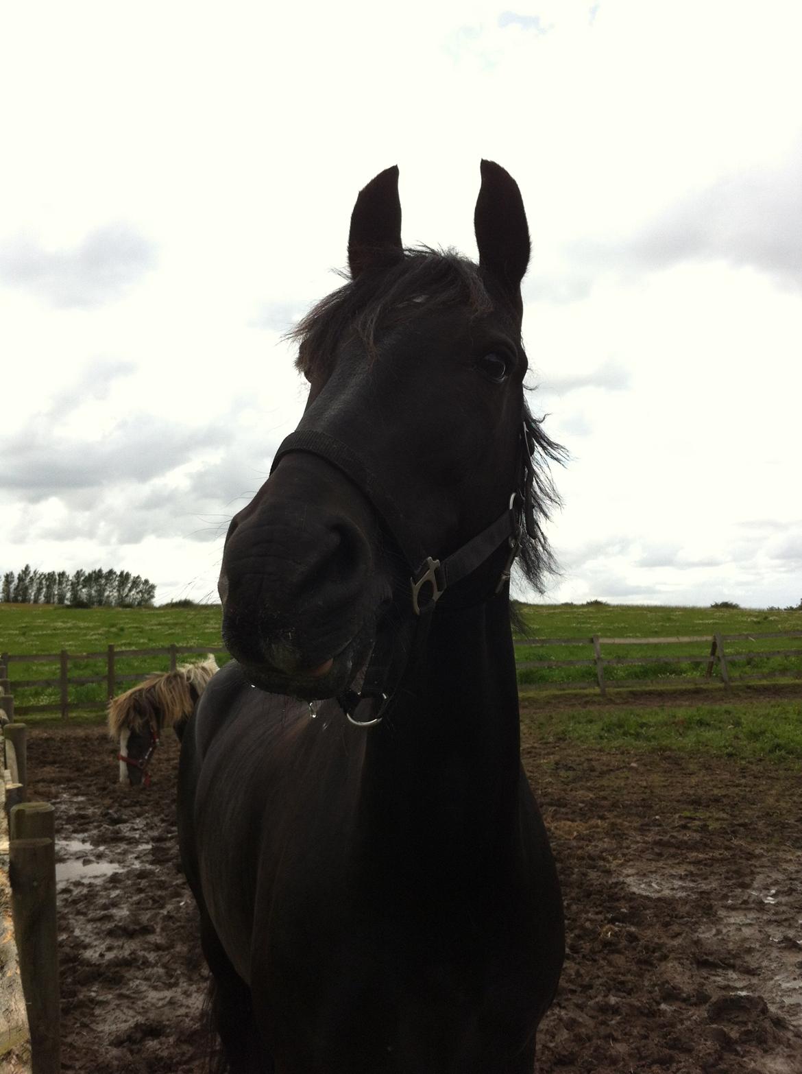 Anden særlig race Sampaio (aflivet) billede 10