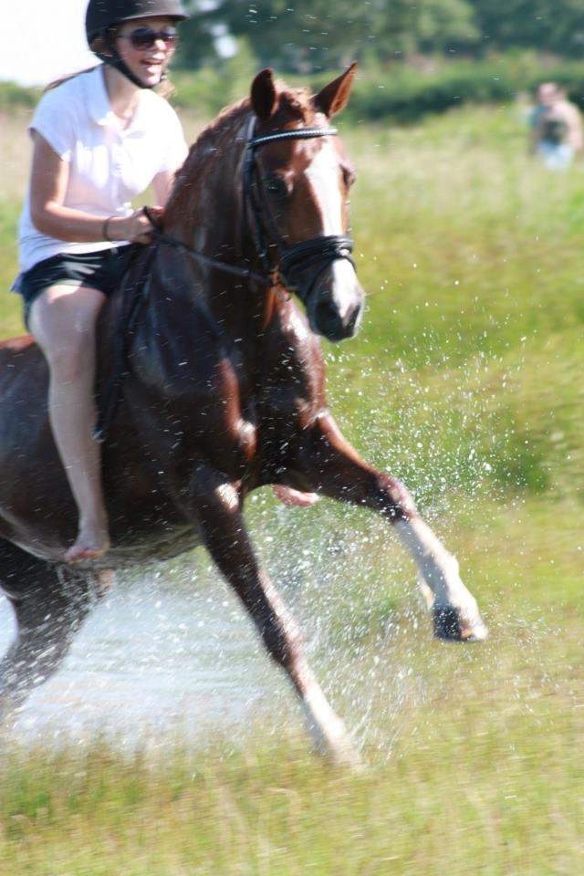 Welsh Cob (sec D) Money Penny solgt :'( <3 - den bedste <3 :* billede 18