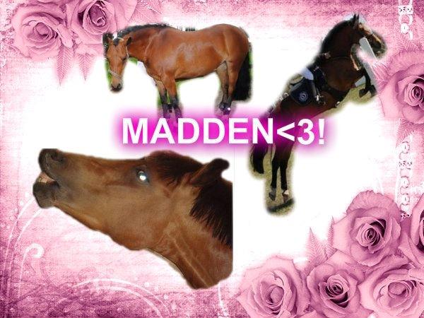 New Forest Flintegårdens Modesty<3 *soglt* billede 20