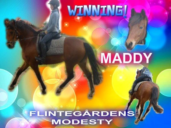 New Forest Flintegårdens Modesty<3 *soglt* - velkommen til smukkens profil nu når i er her så smid da lige en kommentar +bedømmelse:) billede 1