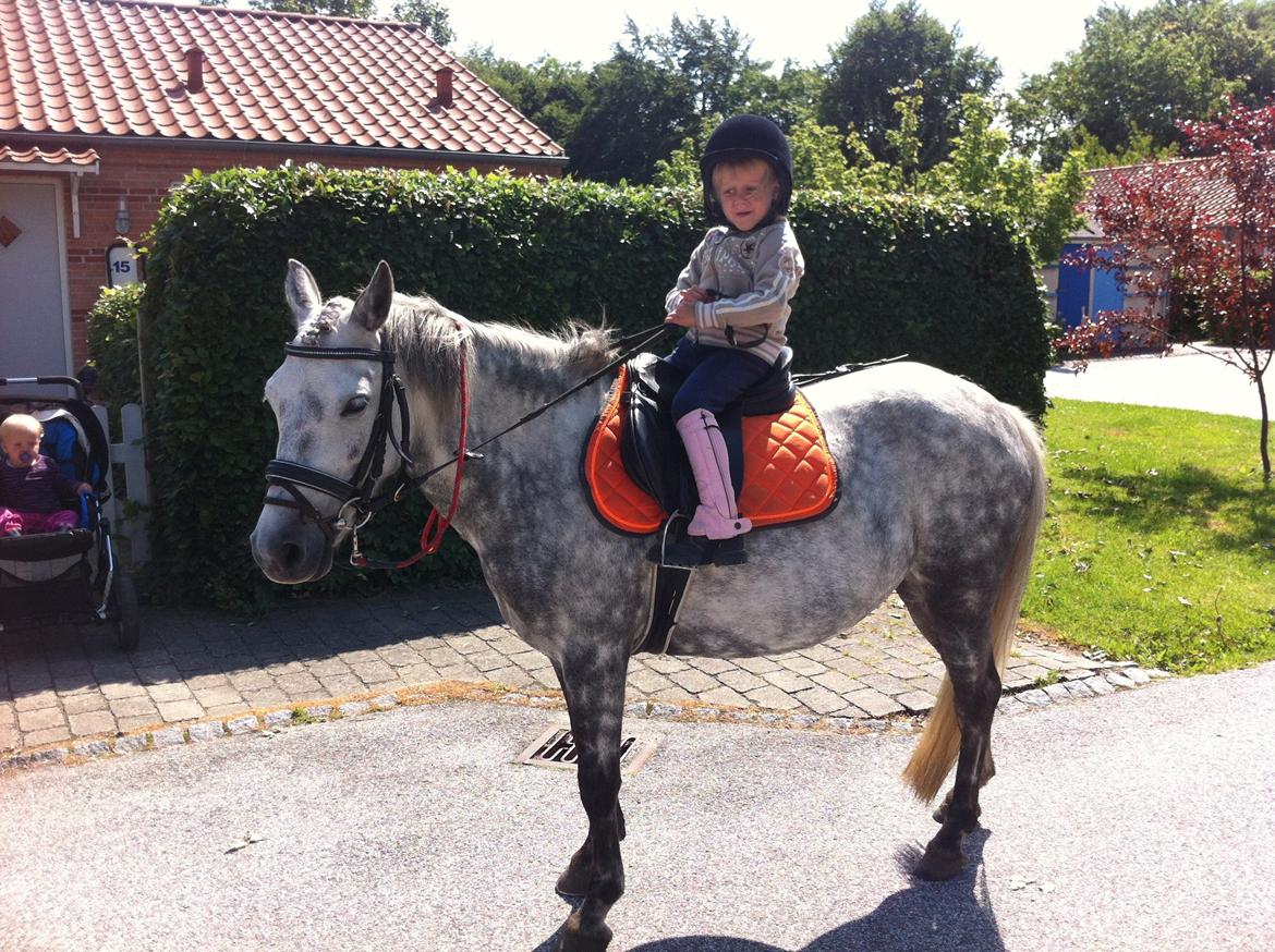 Anden særlig race Elmegaardens Madison - Hjemme med vores Hus billede 3