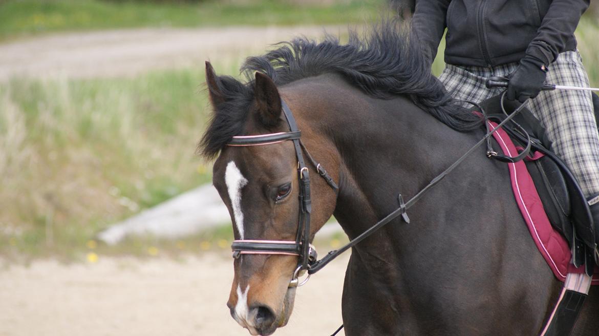 Welsh Partbred (Sec F) Eilers Cascade billede 18